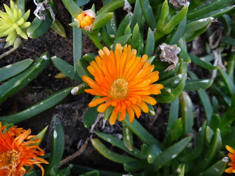 xDisphyllum 'Sunburn' winter flowers are dark orange