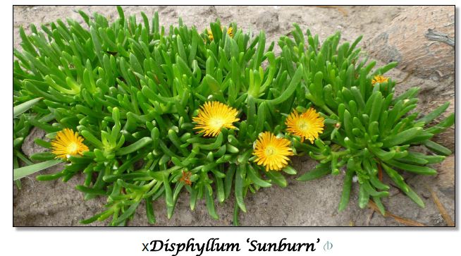 xDisphyllum 'Sunburn'