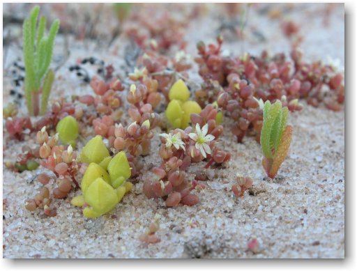 Australian Succulents