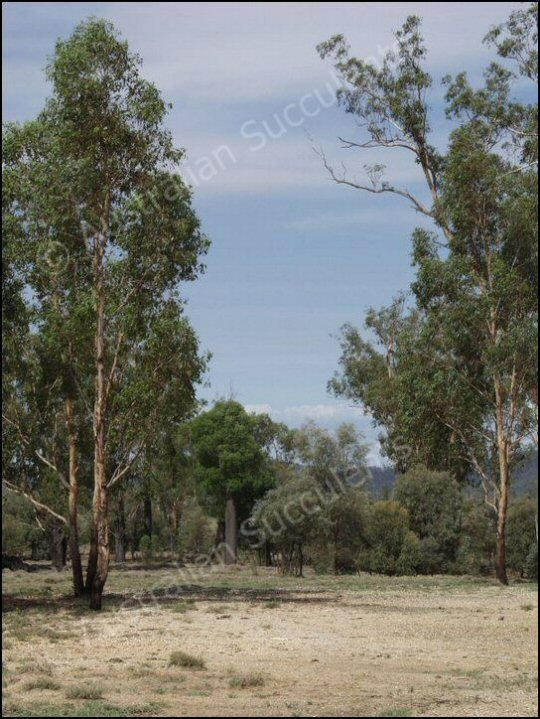 australian native plants, fire