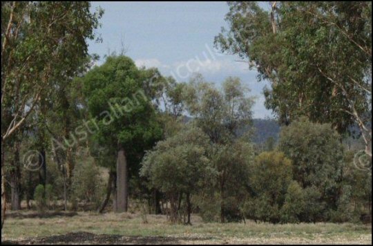 australian native plants, fire