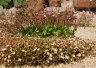 calandrinia.eremaea.and.second.species.jpg - 