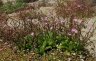 calandrinia.eremaea.jpg - 