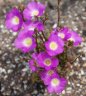 calandrinia.polyandra.jpg - 