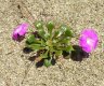calandrinia.schistorhiza.1.jpg - 