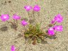 calandrinia.schistorhiza.2.jpg - 