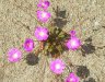 calandrinia.schistorhiza.3.jpg - 