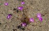 calandrinia.schistorhiza.4.jpg - 
