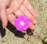 calandrinia.schistorhiza.5.jpg - 