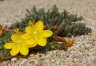 portulaca.cyclophylla.1.jpg - 