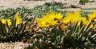 portulaca.cyclophylla.2.jpg - 