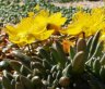 portulaca.cyclophylla.3.jpg - 