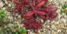 portulaca.oleracea.1.jpg - 