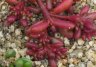 portulaca.oleracea.2.jpg - 
