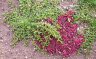 portulaca.oleracea.3.jpg - 