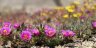 portulaca.pilosa.1.jpg - 