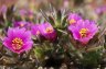 portulaca.pilosa.2.jpg - 