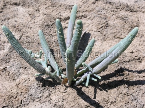 「Tecticornia australasica」的圖片搜尋結果