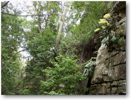 Dendrobium speciosum in typical habitat, growing on exposed rocky surfaces