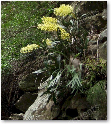 Dendrobium speciosum in typical habitat, growing on exposed rocky surfaces