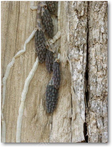 Dockrillia cucumerina – unlike here, in habitat it is usually extremely well-camouflaged against tree bark.