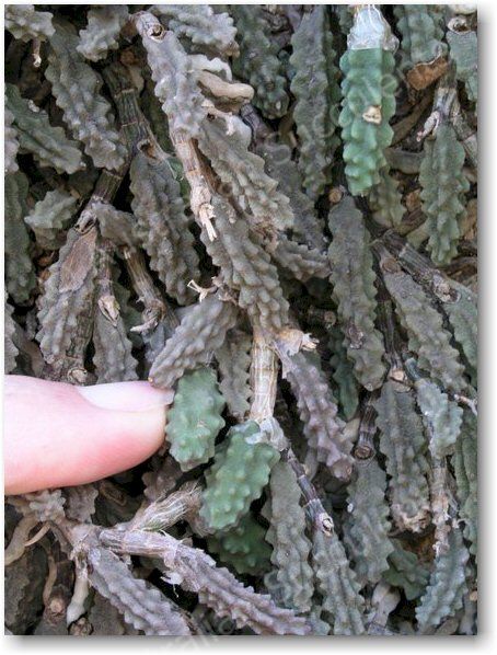 Dockrillia cucumerina – its natural growth is downward-pointing.