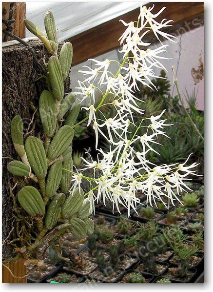 Dockrillia linguiformis – flowers very readily and heavily in spring