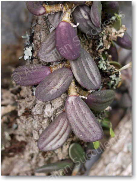 Dockrillia linguiformis – in habitat its colours are far more dramatic