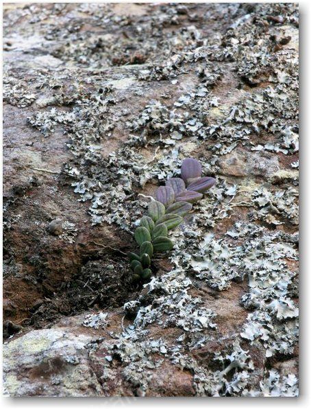 Dockrillia linguiformis.