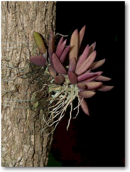 Dockrillia rigida hybrid.