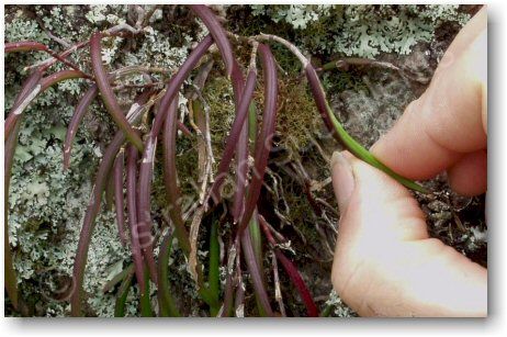 Dockrillia striolata – has very wiry and flexible leaves and stems.