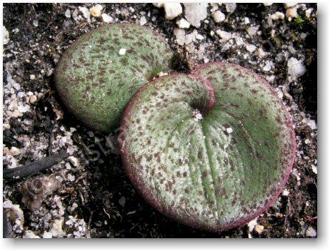 Do Succulents Produce Oxygen?  Orchid Republic - Orchid Republic