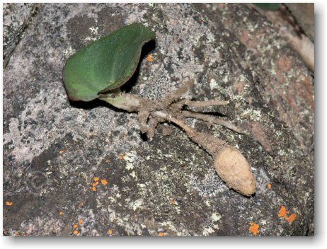 Pyrorchis nigricans showing its exposed succulent tuber