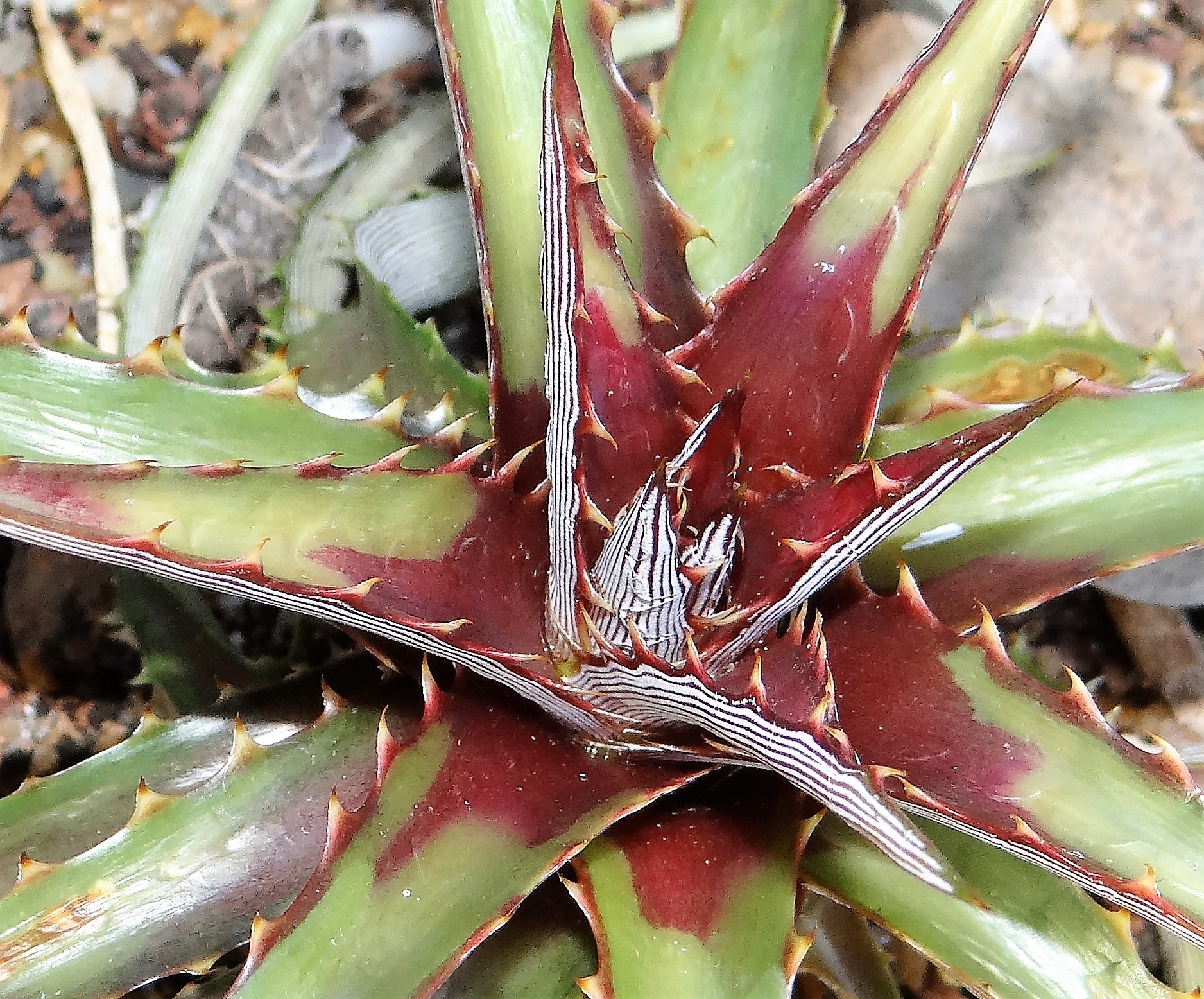 Australian Succulents - Female Succulent Experts