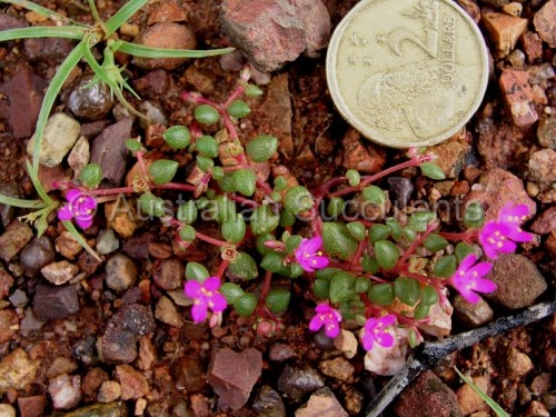 Australian Succulents - Portulaca bicolor -> Sclerolaena species