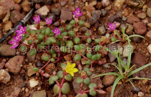 Australian Succulents - Portulaca bicolor -> Sclerolaena species