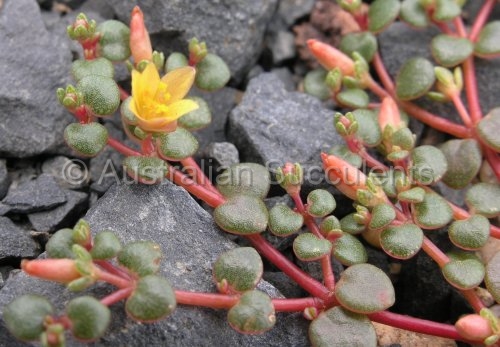 Australian Succulents - Portulaca bicolor -> Sclerolaena species