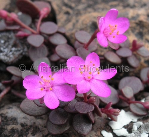 Australian Succulents - Portulaca bicolor -> Sclerolaena species