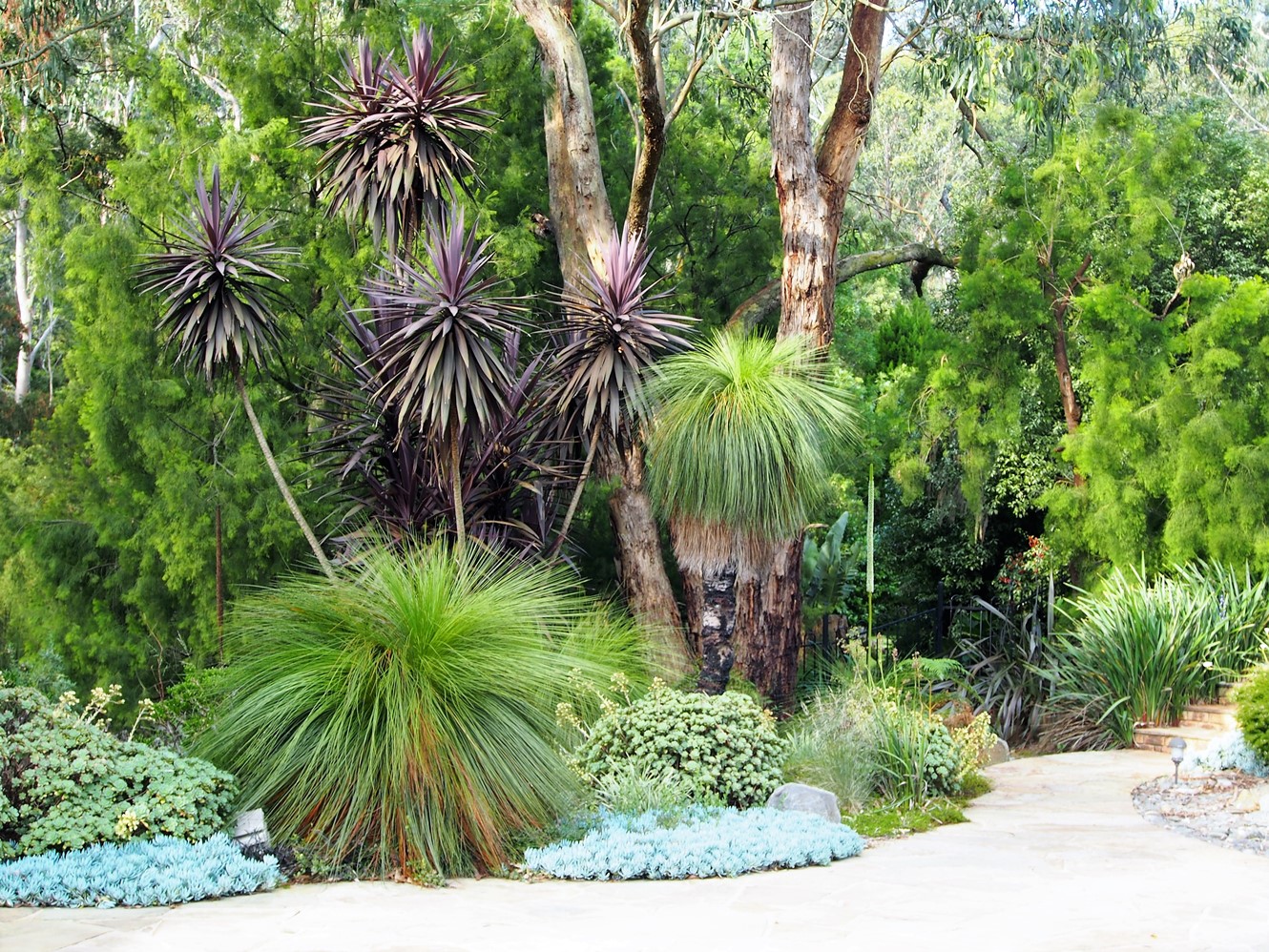 Australian Succulents - Grass trees